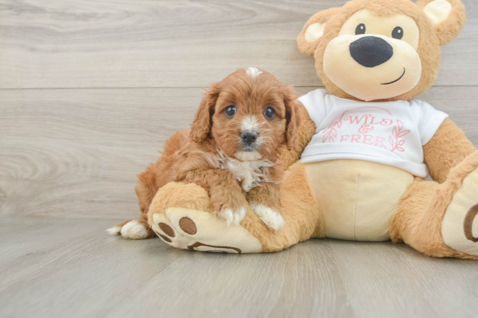 Best Cavapoo Baby
