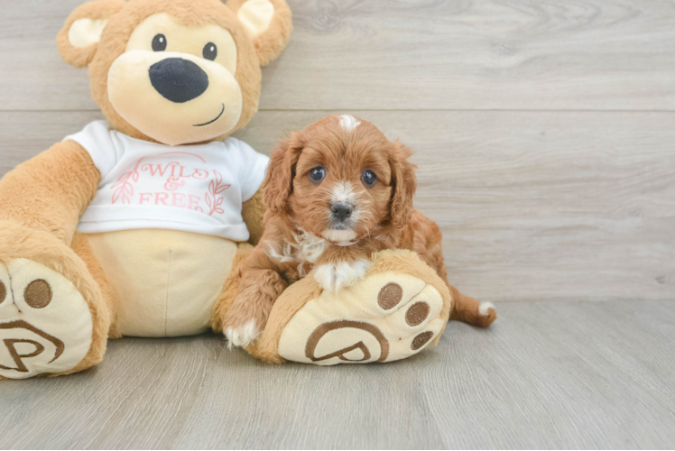 Cavapoo Puppy for Adoption