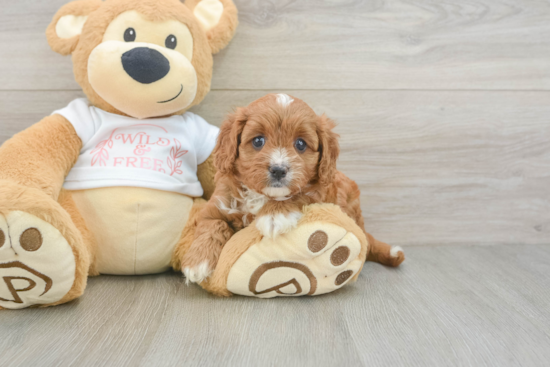 Cavapoo Puppy for Adoption