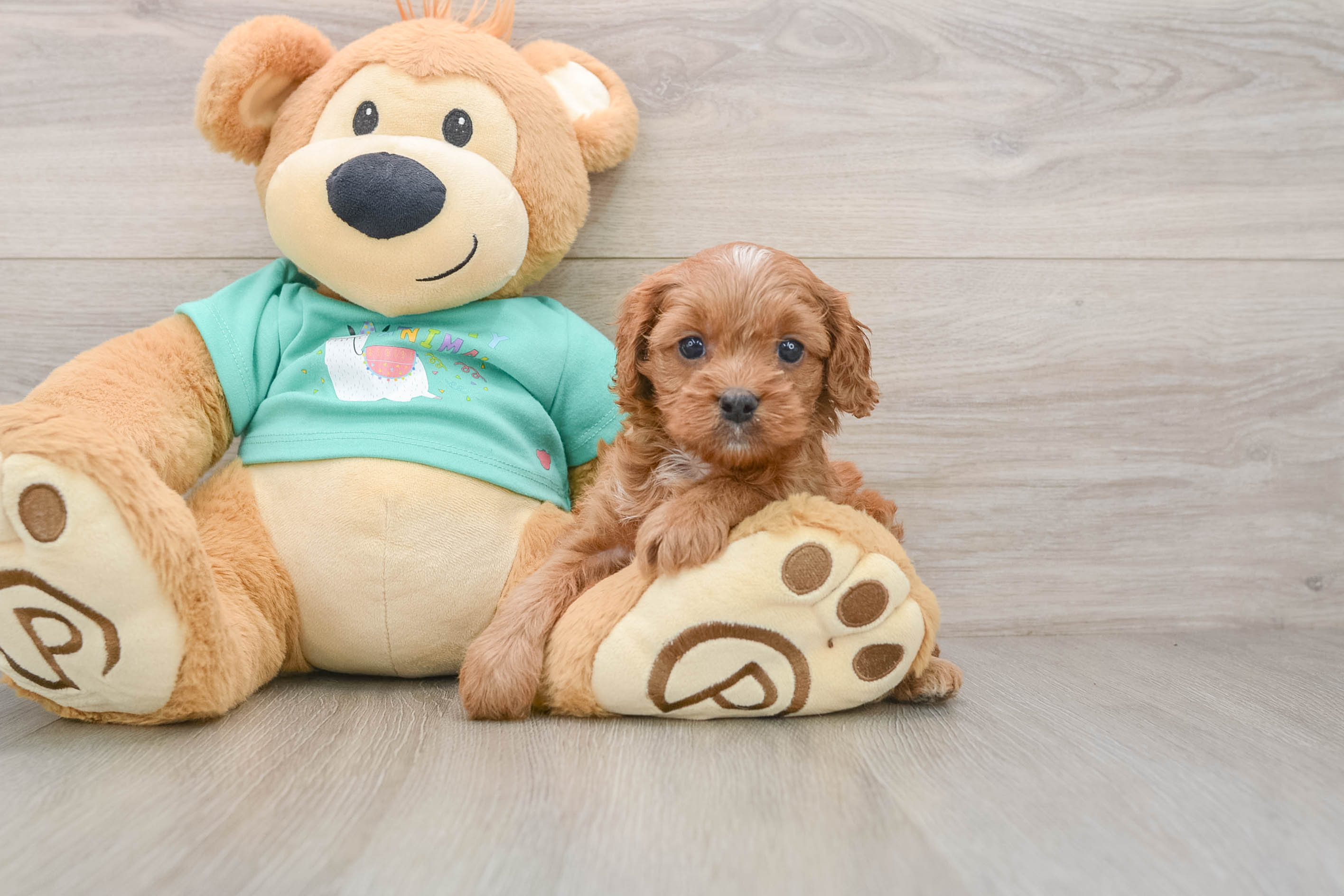 Small Cavapoo Baby