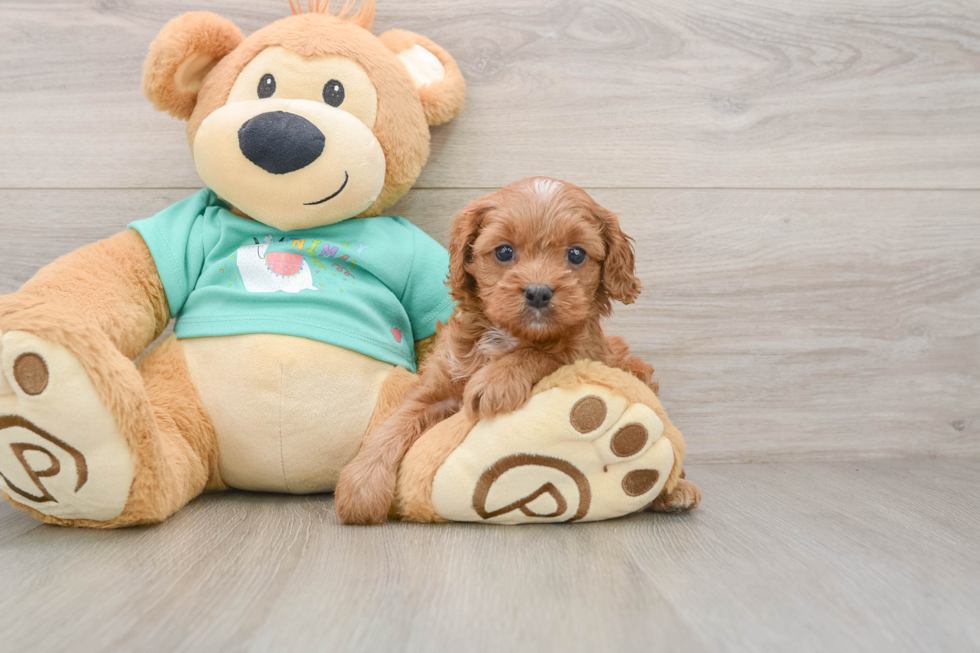 Small Cavapoo Baby