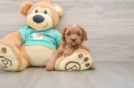 RED, a Cavapoo littermate