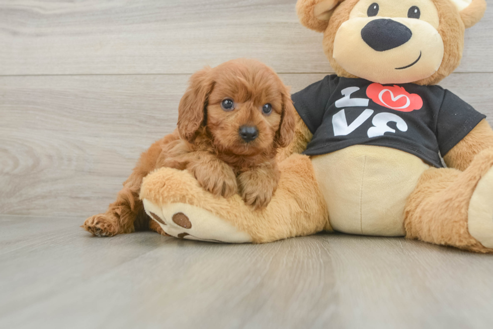 Friendly Cavapoo Baby