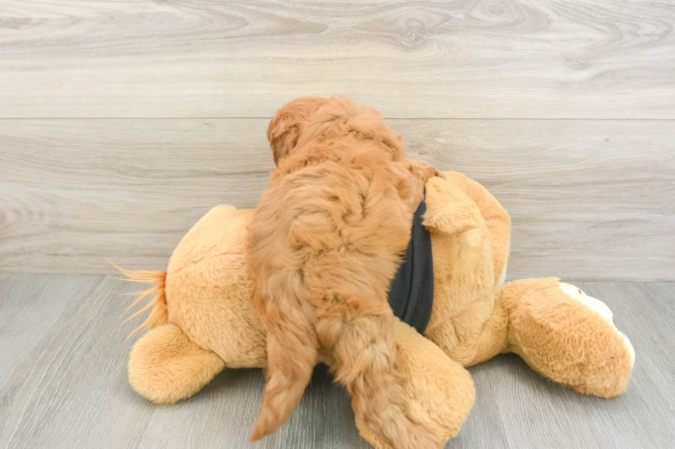 Petite Cavapoo Poodle Mix Pup