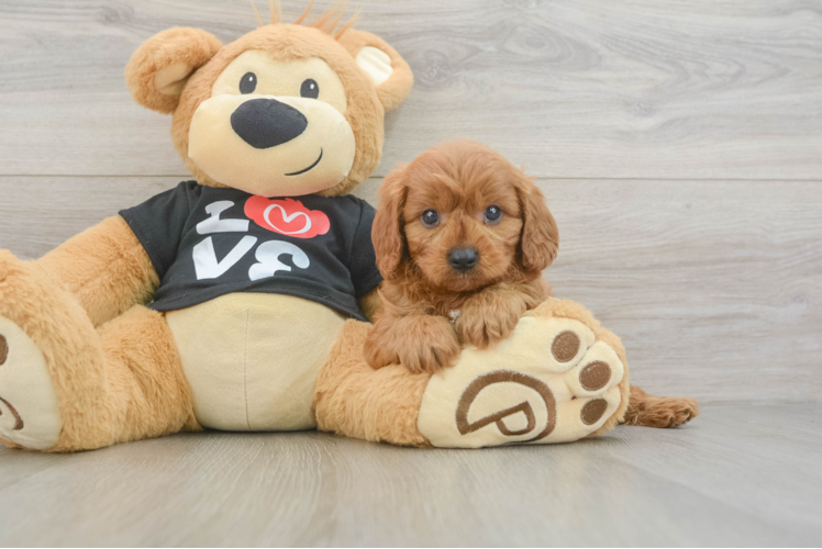 Cavapoo Puppy for Adoption