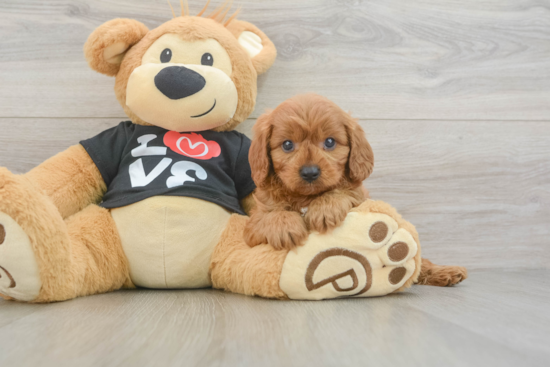 Cavapoo Puppy for Adoption