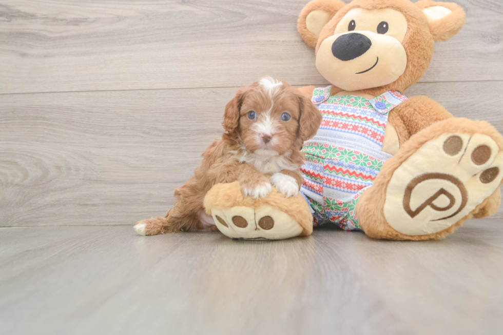 Sweet Cavapoo Baby