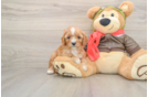 Friendly Cavapoo Baby