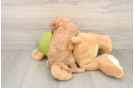 Hypoallergenic Cavadoodle Poodle Mix Puppy