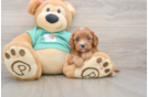 Smart Cavapoo Poodle Mix Pup