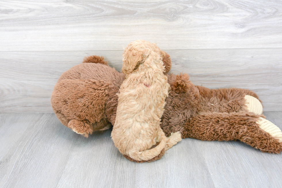 Energetic Cavoodle Poodle Mix Puppy
