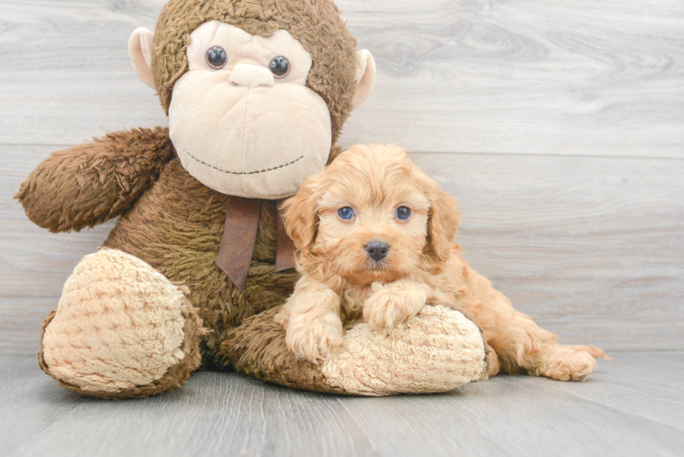 Cavapoo Pup Being Cute