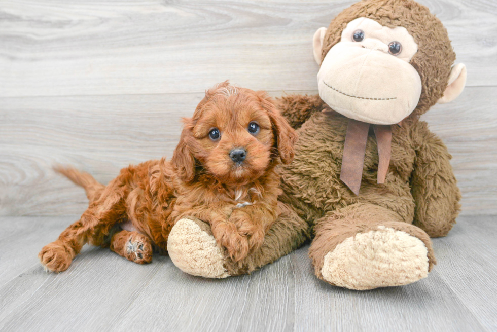 Best Cavapoo Baby