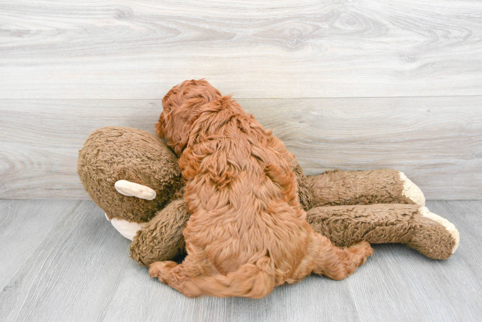 Cavapoo Puppy for Adoption