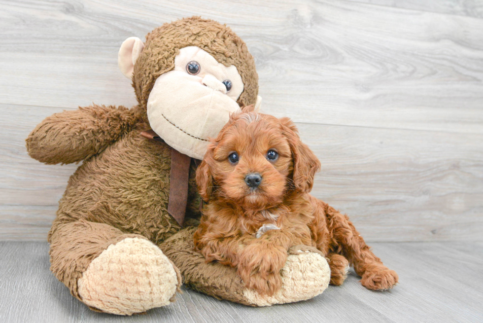 Cavapoo Pup Being Cute