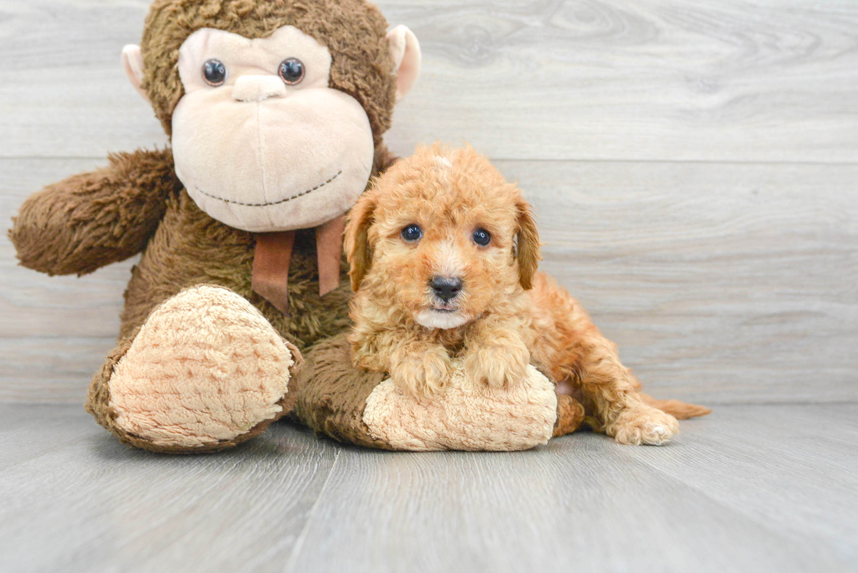 Best Cavapoo Baby