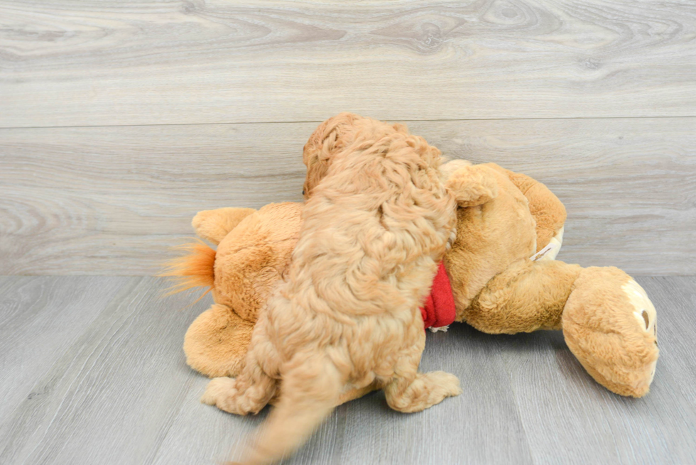 Cavapoo Pup Being Cute