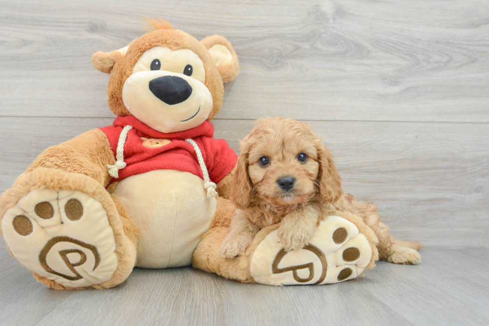 Cavapoo Pup Being Cute
