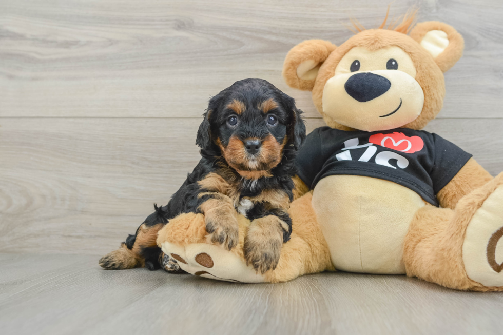Small Cavapoo Baby