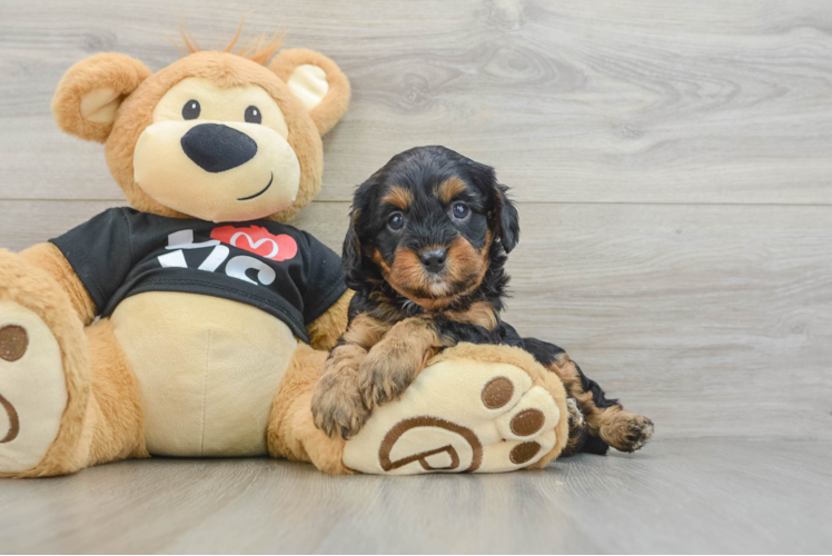 Smart Cavapoo Poodle Mix Pup