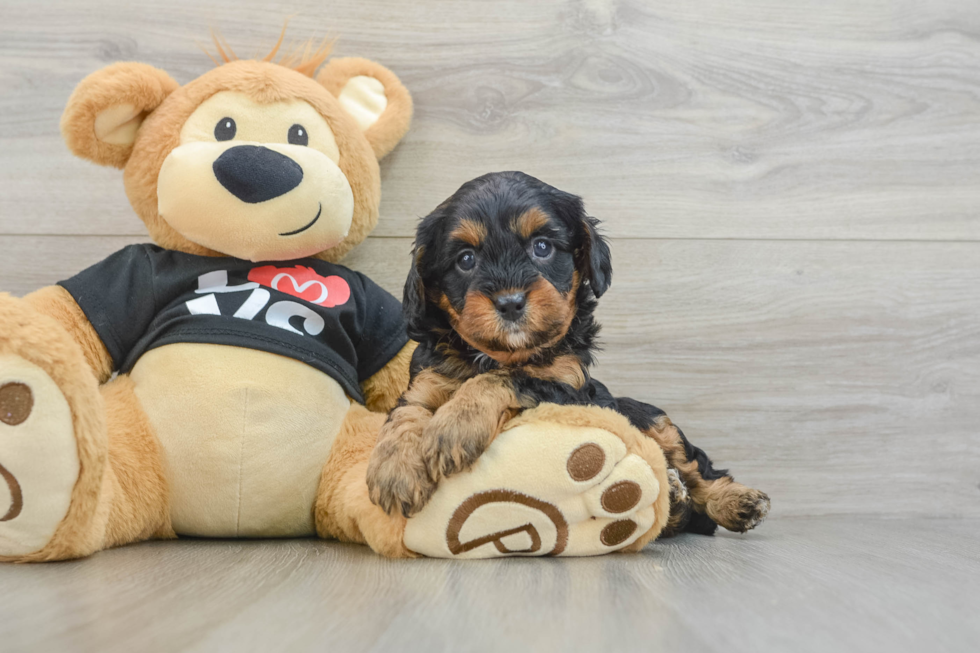 Smart Cavapoo Poodle Mix Pup