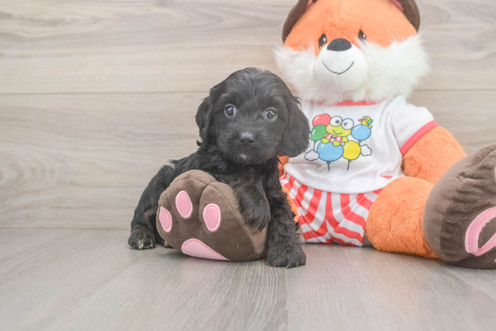 Energetic Cavoodle Poodle Mix Puppy