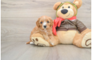 Little Cavipoo Poodle Mix Puppy