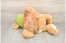 Cavapoo Pup Being Cute