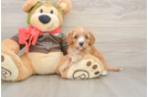 Happy Cavapoo Baby