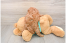 Cavapoo Pup Being Cute