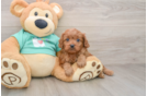Cavapoo Pup Being Cute