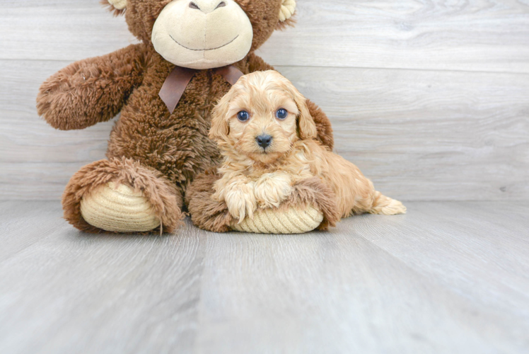 Friendly Cavapoo Baby