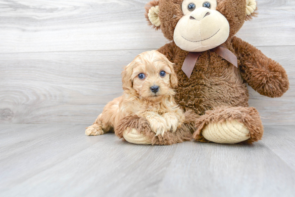 Best Cavapoo Baby