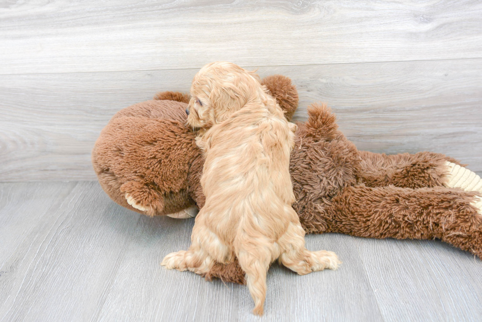 Funny Cavapoo Poodle Mix Pup