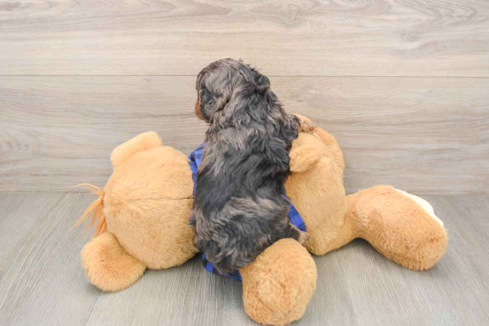 Happy Cavapoo Baby