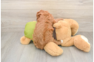 Sweet Cavapoo Baby