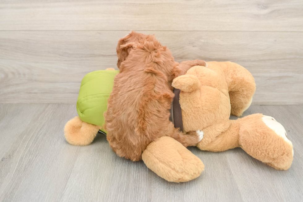 Sweet Cavapoo Baby