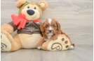 Little Cavipoo Poodle Mix Puppy