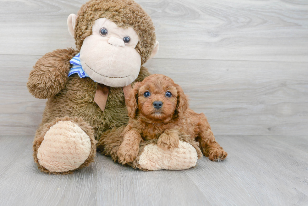 Sweet Cavapoo Baby
