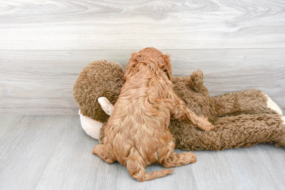 Cavapoo Puppy for Adoption