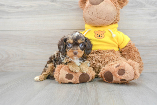 Cavapoo Puppy for Adoption