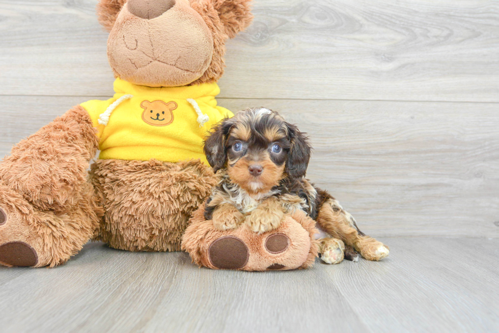 Cavapoo Puppy for Adoption