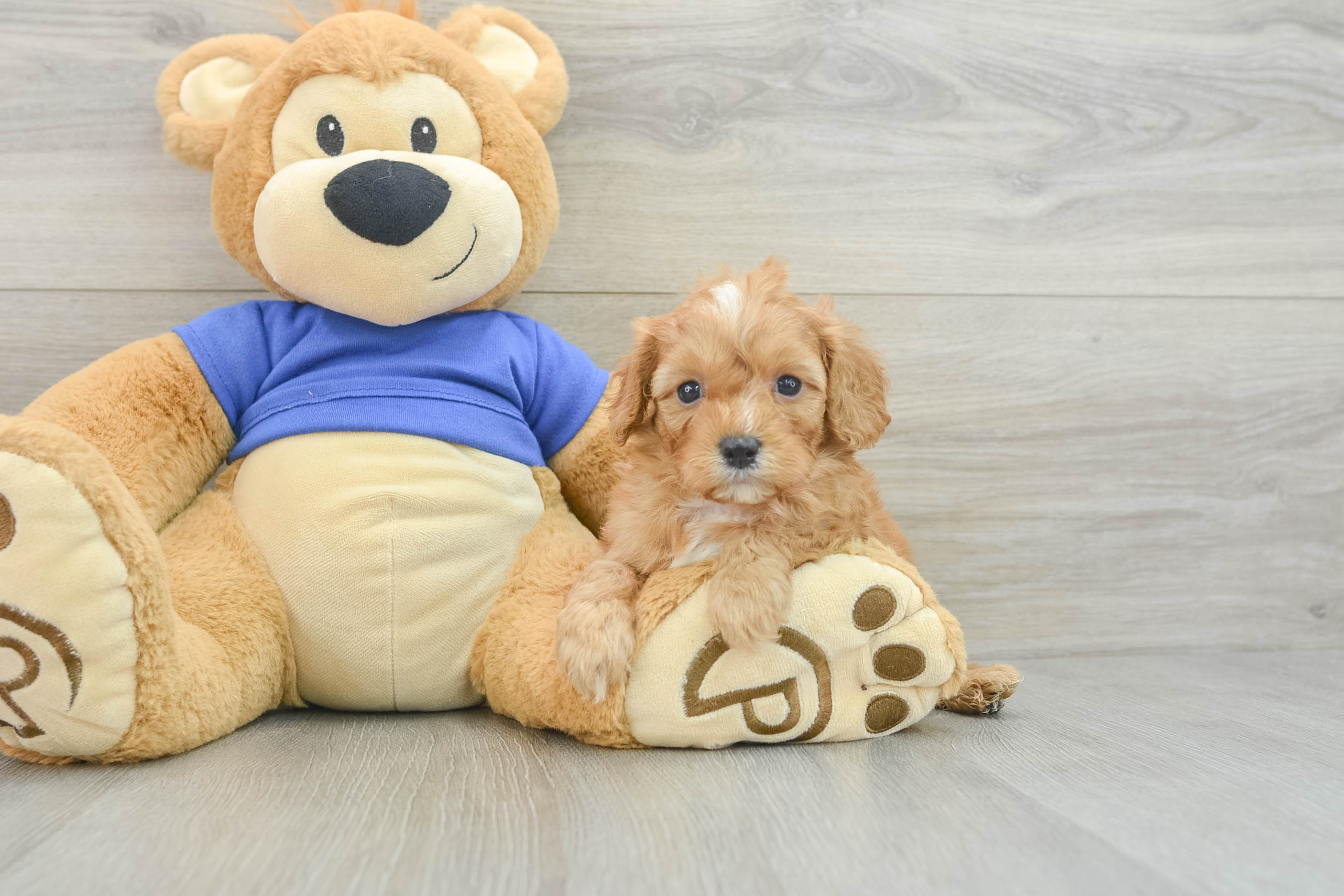 Cavapoo Puppy for Adoption