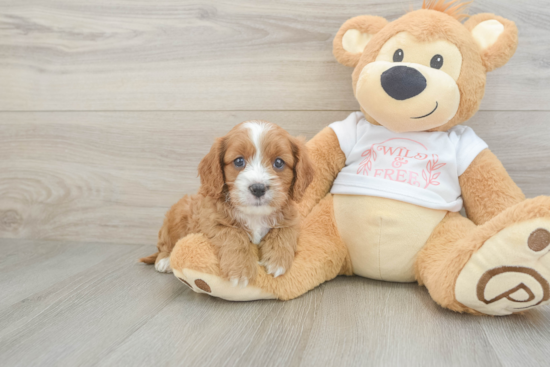 Cavapoo Pup Being Cute