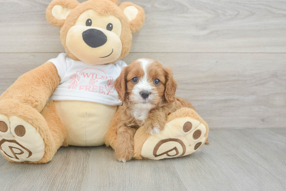 Funny Cavapoo Poodle Mix Pup