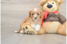 Best Cavapoo Baby