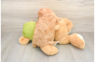 Popular Cavapoo Poodle Mix Pup