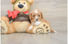 Cavapoo Pup Being Cute