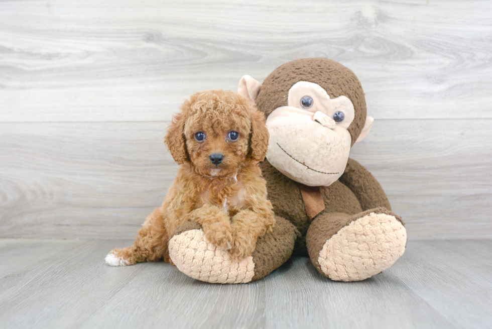 Little Cavoodle Poodle Mix Puppy