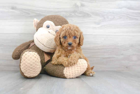 Cavapoo Puppy for Adoption